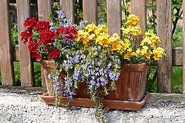 鮮花,陽臺,花盆