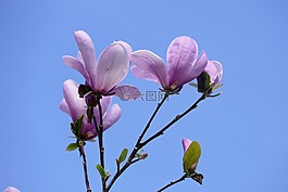 玉蘭,花,春天