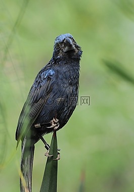 動物園,荷蘭,鳥