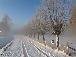 冬天,雪,柳樹