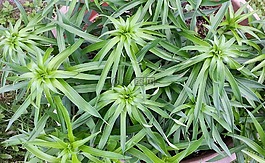 植物綠,成長,花園