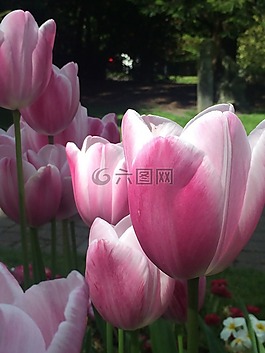 郁金香,花,春
