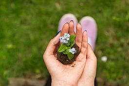 花,綠色,植物