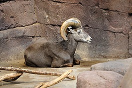 動物園,荷蘭,摩羯座