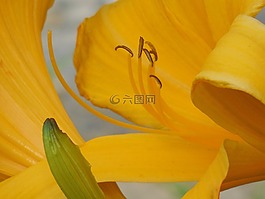 黃花菜,花粉,一天
