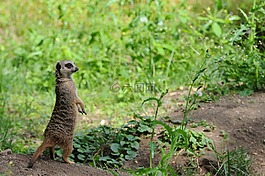 動物園,荷蘭,沙
