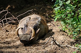 疣豬,hauer,動物園
