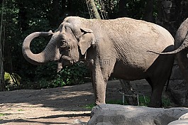 象,地點(diǎn),動(dòng)物園