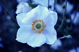 花,花瓣,盛開