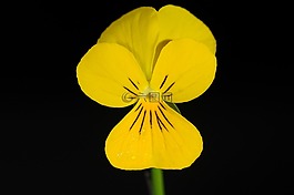 潘茜,花,黃色