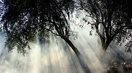 有霧,橄欖樹(shù),太陽(yáng)