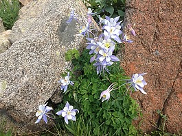 蓝色 colombine,花,野花