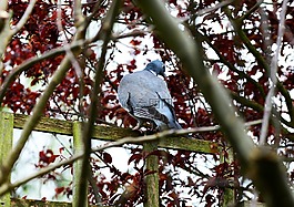 woodpigeon,鴿子,坐