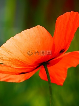 花,自然,夏天