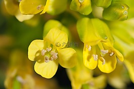 鮮花,黃色,宏