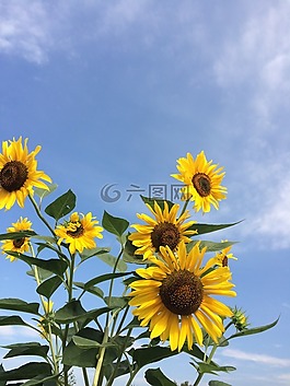 向日葵,天空,鮮花