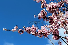 粉紅色,開花,盛開