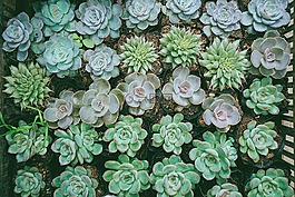 綠色,花,植物