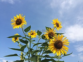 向日葵,鮮花,黃色