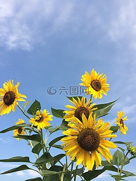 向日葵,鮮花,黃色