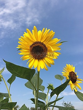 向日葵,鮮花,黃色