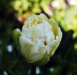 郁金香,黃色,花卉