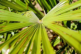 葉子,棕櫚葉,中國(guó) hanfpalme