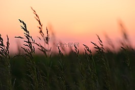 玉米,日落,性質(zhì)