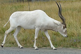 addax,羚羊,白