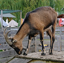 山羊,動物,角