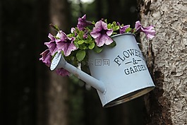 花,自然,植物區(qū)系