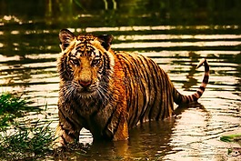 虎,動物,野生動物