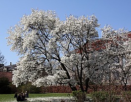 郁金香,木材,公園