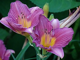 黃花菜,花粉,一天