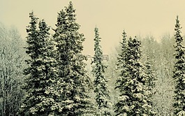 冬天,雪,霜