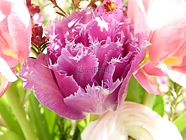 郁金香,鲜花,粉红色