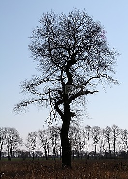 vemmetofte,公園,橡樹