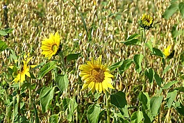 太陽花,黃色,綠色