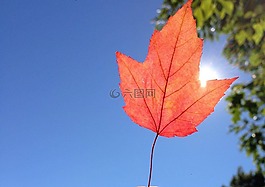 葉,紅色,秋葉