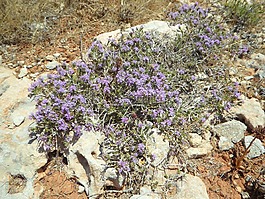 野生,野花,草药