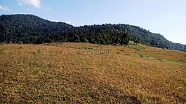 印度,高原,草原