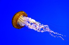 水母,水族馆,schirmqualle