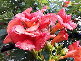 橙色,紅色,鮮花
