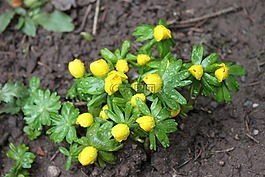性質(zhì),廠,開花