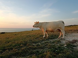 牛,牛肉,動(dòng)物