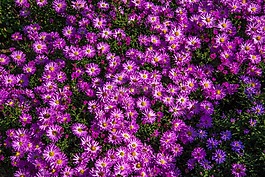 翠菊,花,紫色