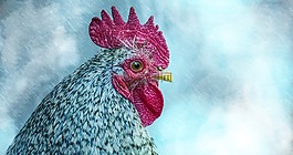 哈恩,男性,家禽