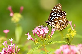 蝴蝶,蛾,昆蟲