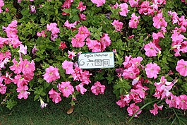 矮牽牛,花,室外