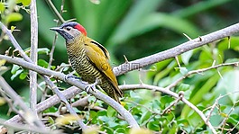 鳥,自然,野生動物